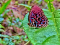 Paralaxita