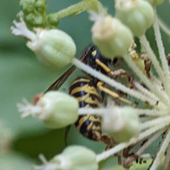 Dolichovespula arenaria