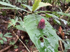 Paralaxita