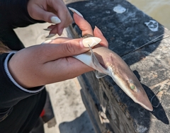 Mustelus