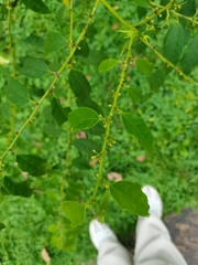 Glochidion sphaerogynum