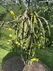 Selenicereus costaricensis