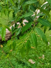 Glochidion sphaerogynum