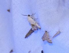 Hileithia rehamalis