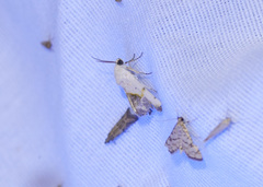 Hileithia rehamalis
