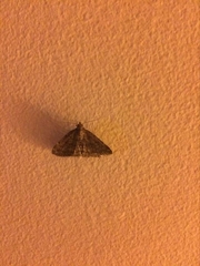 Lepidoptera
