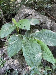 Boesenbergia maxwellii