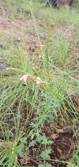 Oenothera hexandra