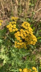 Tanacetum vulgare