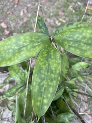 Dracaena surculosa