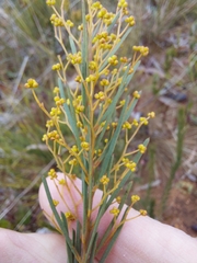 Acacia meiantha