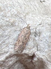 Bryotropha terrella