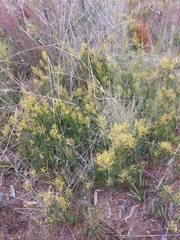Acacia meiantha