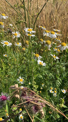 Tripleurospermum inodorum