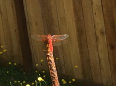 Sympetrum illotum