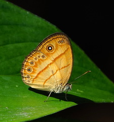 Mycalesis patiana