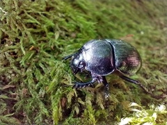 Anoplotrupes stercorosus