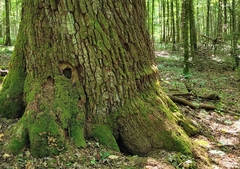 Anoplotrupes stercorosus