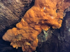 Fungi