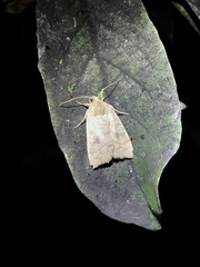 Ipimorpha pleonectusa