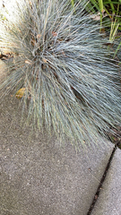 Aciphylla squarrosa