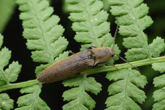 Proludius protractus