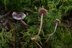 Cortinarius bibulus