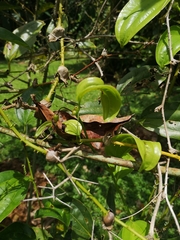 Smilax perfoliata