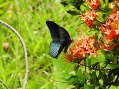 Papilio memnon heronus