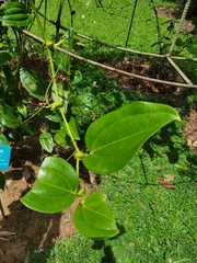 Smilax perfoliata