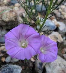 Ipomoea capillacea