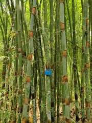 Schizostachyum pergracile