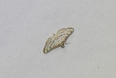 Hileithia rehamalis
