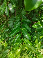 Strophanthus wallichii