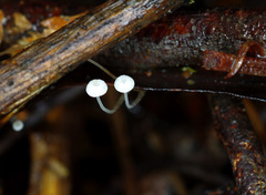 Mycena maldea