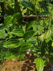 Smilax ocreata