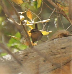 Troglodytes hiemalis