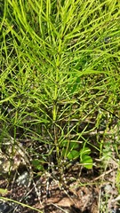Equisetum arvense