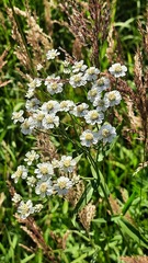 Achillea ptarmica