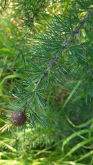Larix sibirica
