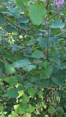 Betula pubescens