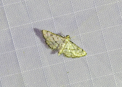 Hileithia rehamalis