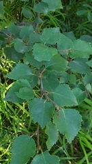 Betula pubescens