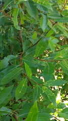 Salix phylicifolia