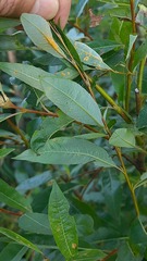 Salix phylicifolia
