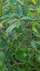 Salix phylicifolia