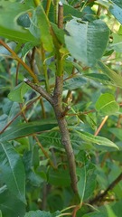 Salix phylicifolia