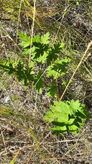 Pimpinella saxifraga