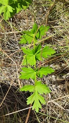 Pimpinella saxifraga