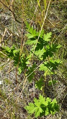 Pimpinella saxifraga
